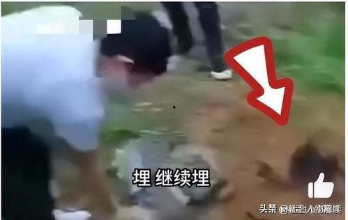 缅北视频爆料是真的吗,真相究竟如何? 第1张 缅北视频爆料是真的吗,真相究竟如何? 第1张